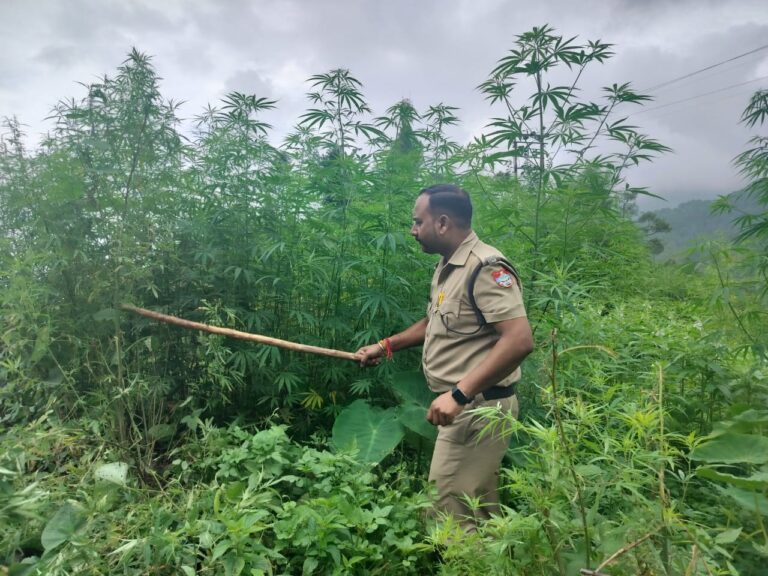 🚨 बागेश्वर पुलिस की कार्रवाई : 4 नाली भूमि पर अवैध भांग की खेती नष्ट