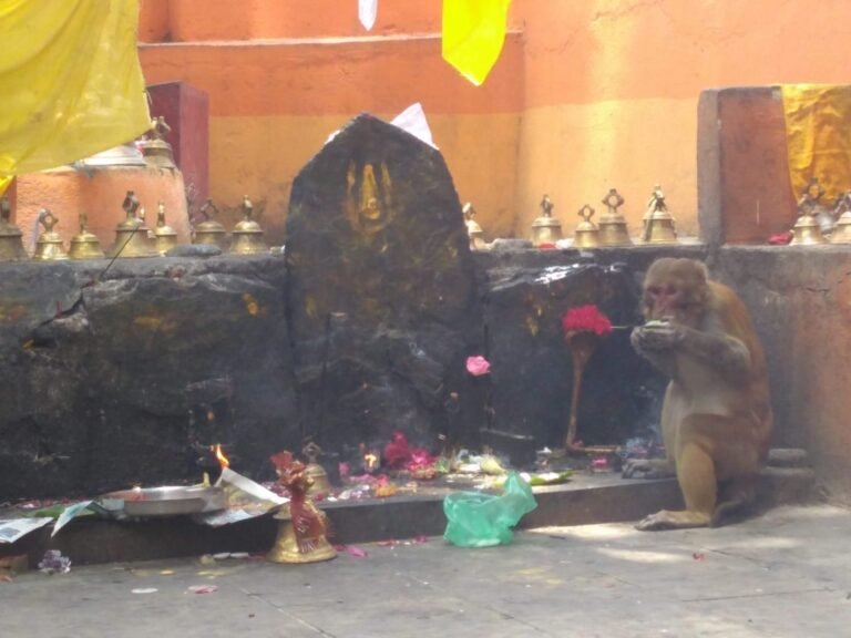हरेला पर्व पर श्री बली बूबूजी महाराज मंदिर, जिन्तोली में होगा अखण्ड रामायण पाठ, विशाल भंडारा एवं भजन संध्या का आयोजन  गरुड़ (बागेश्वर)। उत्तराखंड के लोकपर्व हरेला