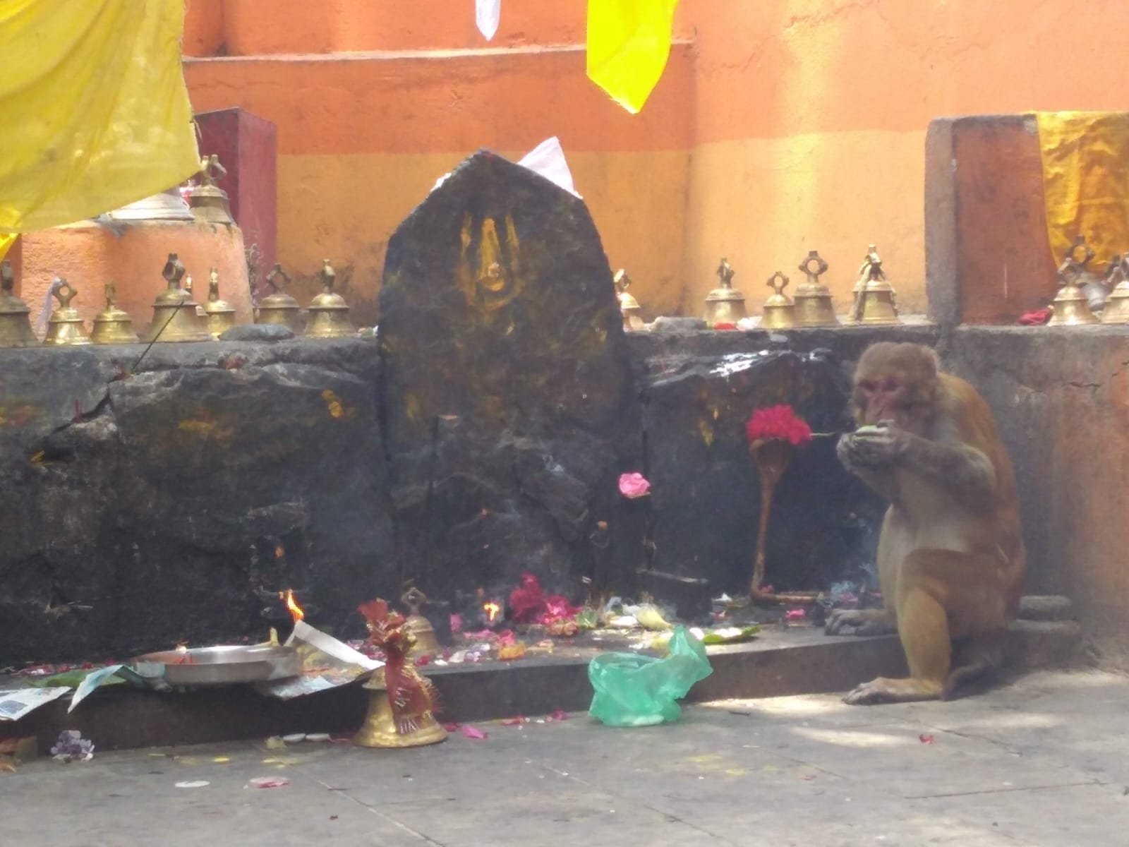 हरेला पर्व पर श्री बली बूबूजी महाराज मंदिर, जिन्तोली में होगा अखण्ड रामायण पाठ, विशाल भंडारा एवं भजन संध्या का आयोजन  गरुड़ (बागेश्वर)। उत्तराखंड के लोकपर्व हरेला