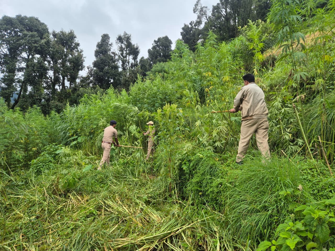 शामा पुलिस टीम की नशे के विरुद्ध कार्रवाई, भनार डाना में नष्ट की 03 नाली भांग