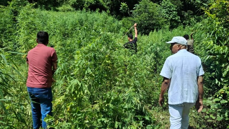 एसओजी-एएनटीएफ टीम ने बिलौना क्षेत्र में तीन नाली भांग की खेती नष्ट की