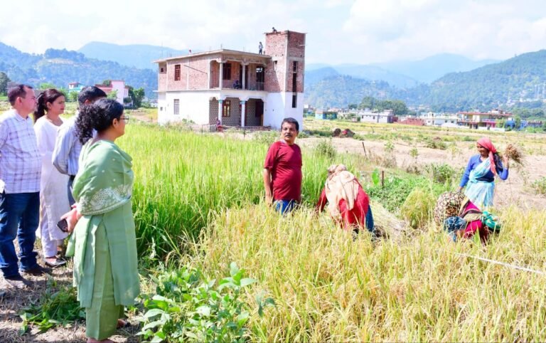 मंडलसेरा में धान की क्रॉप कटिंग का डीएम ने किया निरीक्षण, 60 वर्गमीटर में मिली 33.9 किलो उपज