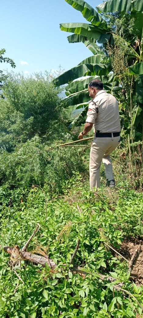 चौरसो में बैजनाथ पुलिस की कार्रवाई, आधा नाली भांग उखाड़कर किया नष्ट