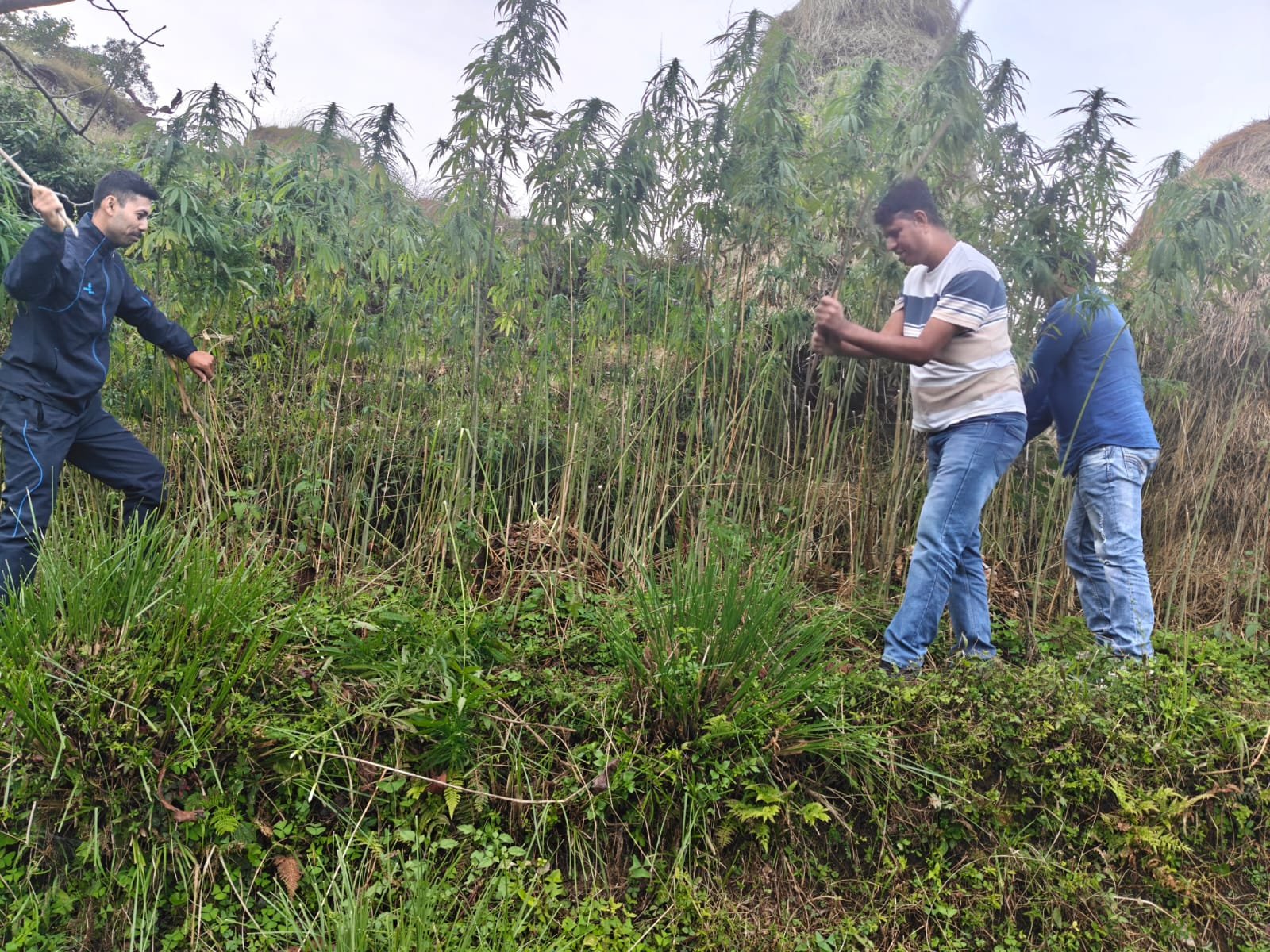 खड़लेख-शामा में नशे के खिलाफ बागेश्वर पुलिस की कार्रवाई, दो नाली भूमि में उगाई गई भांग नष्ट